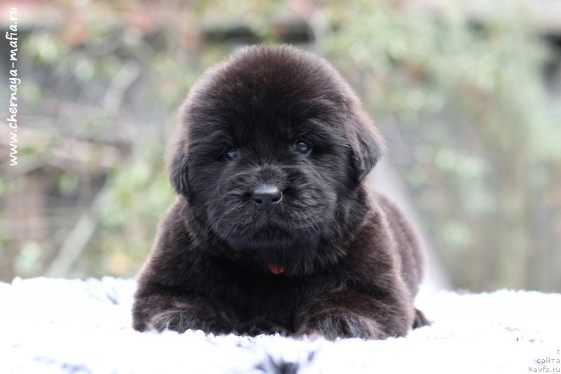 Фотография № 213639