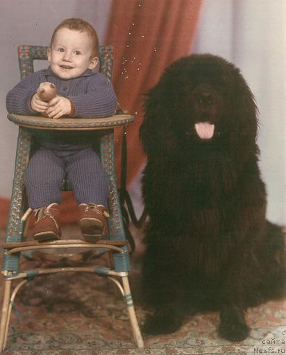 Фото: ньюфаундленд SHtorm Marsel' (Шторм Марсель)