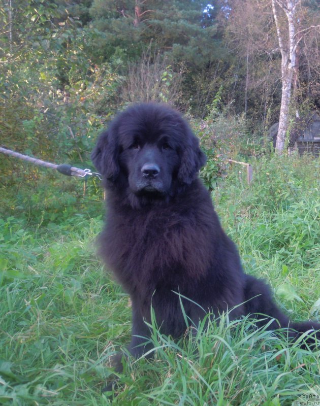 Фотография № 213649