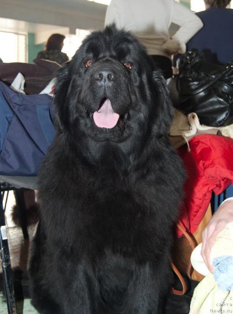 Фото: ньюфаундленд YEra Grand Margarita Navarskaya (Эра Гранд Маргарита Наварская)