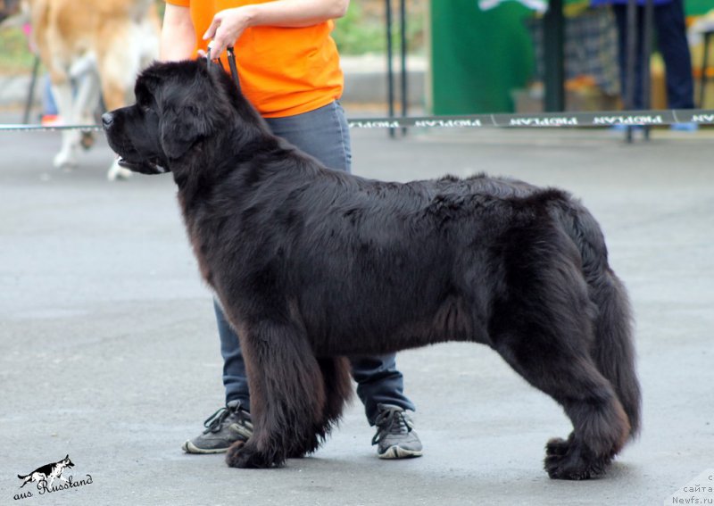 Фото: ньюфаундленд Huode Shen Afina (Хуодэ Шень Афина)
