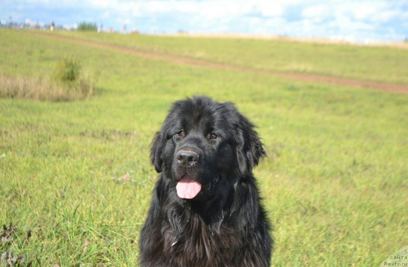 Фото: ньюфаундленд Noel Naslednitsa Vyatskiy Medved (Ноэль Наследница Вятских Медведей)
