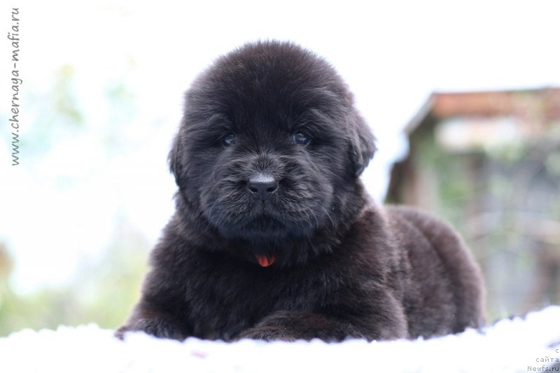 Фотография № 213657