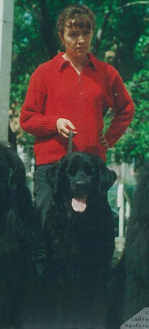 Фото: ньюфаундленд Lika Asher Djeral'd (Лика Ашер Джеральд)