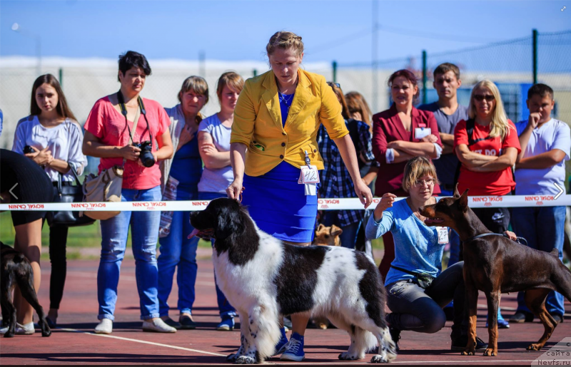 Фото: ньюфаундленд Gordaya Doch Velesa From Russian Bear (Гордая Дочь Велеса фром Рашн Беар)