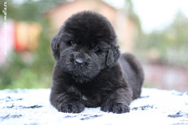 Фото: ньюфаундленд Chernaya Mafia Bringing Good Luck (Черная Мафия Брингинг Гоод Луск)