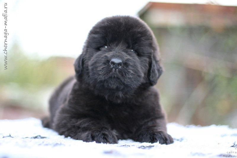 Фотография № 213663