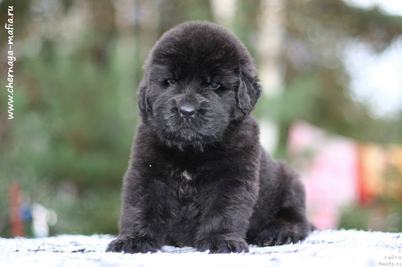 Фотография № 213664