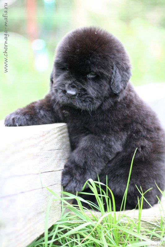 Фото: ньюфаундленд Chernaya Mafia Bringing Good Luck (Черная Мафия Брингинг Гоод Луск)