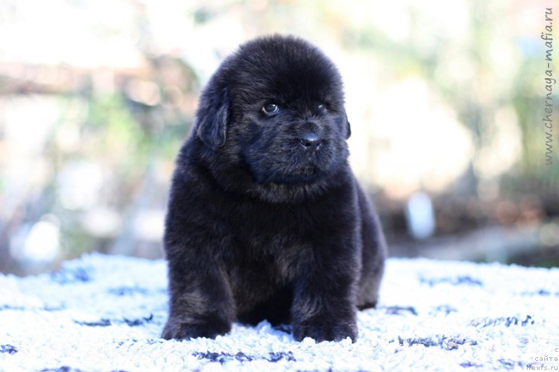 Фотография № 213669