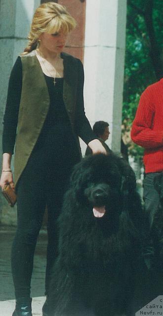 Фото: ньюфаундленд YUkon Ognennyiy Grizli (Юкон Огненный Гризли)