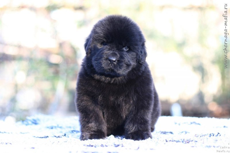 Фотография № 213671