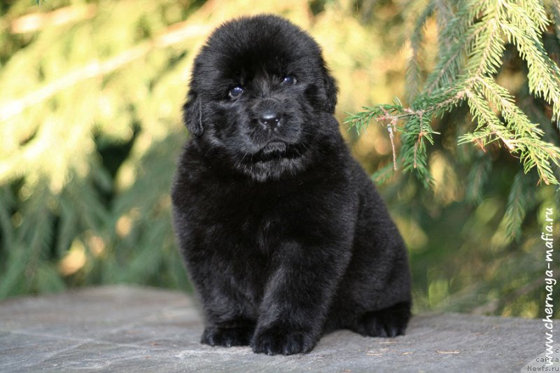 Фотография № 213672