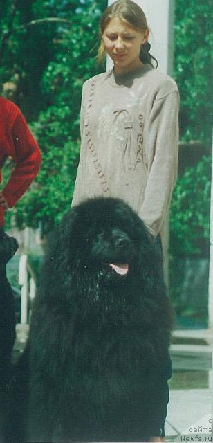 Фото: ньюфаундленд Ognennyiy Grizli Kervud (Огненный Гризли Кервуд)