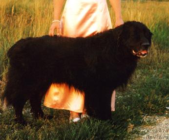 Фото: ньюфаундленд Gloryes Bartolomey (Глорэс Бартоломей)