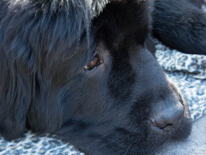 Фотография № 213694