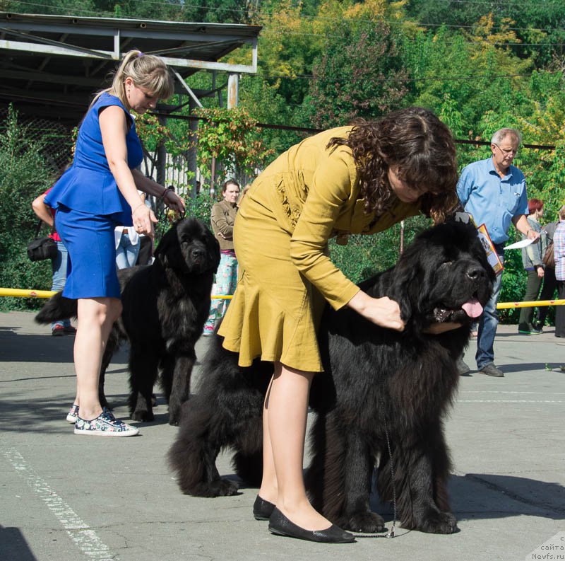 Фото: ньюфаундленд Super Premium Lillihamer (Супер Премиум Лиллихаммер)