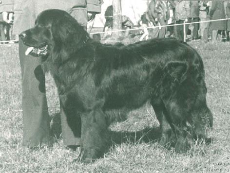 Фото: ньюфаундленд Omar (Омар)