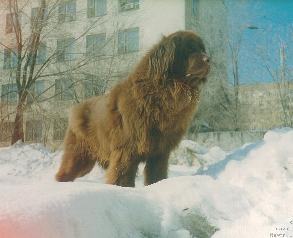 Фото: ньюфаундленд Omela (Омела)