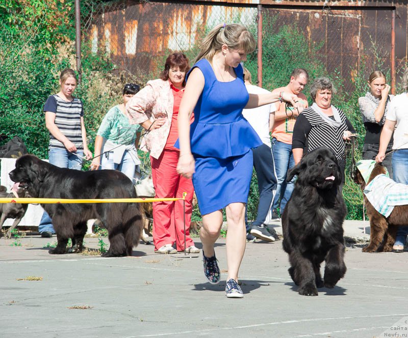 Фото: ньюфаундленд Dobryiy Molodec ot Sibirskogo Medvedya (Добрый Молодец от Сибирского Медведя)
