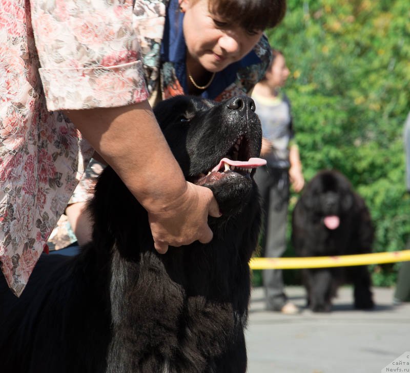 Фотография № 213708