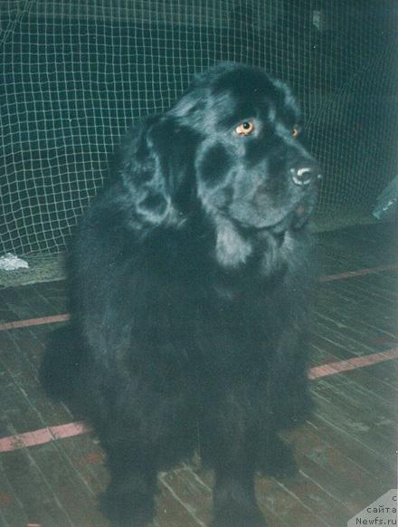 Фото: ньюфаундленд Pola Porshe (Пола Порше)