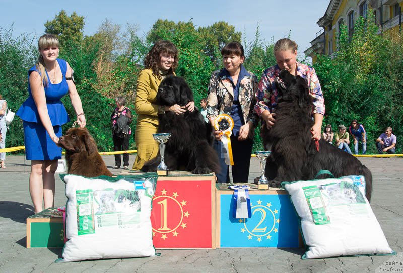 Фото: ньюфаундленд Brownblood MSK Sabina Ester (Браунблад МСК Сабина Эстер), ньюфаундленд Super Premium Lillihamer (Супер Премиум Лиллихаммер), ньюфаундленд Marfa Dlja Tihogo Omuta iz Plemeni Kedra (Марфа для Тихого Омута из Племени Кедра)