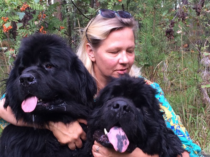 Фото: ньюфаундленд N'yufort Lapochka Dochka (Ньюфорт Лапочка Дочка), ньюфаундленд N'yufort Bestseller (Ньюфорт Бестселлер)