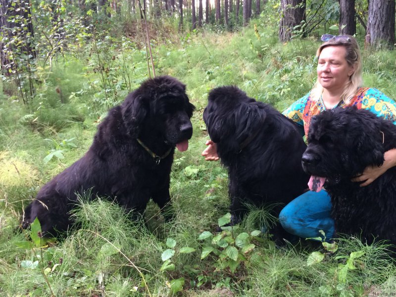 Фото: ньюфаундленд N'yufort Lapochka Dochka (Ньюфорт Лапочка Дочка), ньюфаундленд N'yufort Bestseller (Ньюфорт Бестселлер), ньюфаундленд N'yufort Taym's Gold Aleksa (Ньюфорт Тайм'с Голд Алекса)