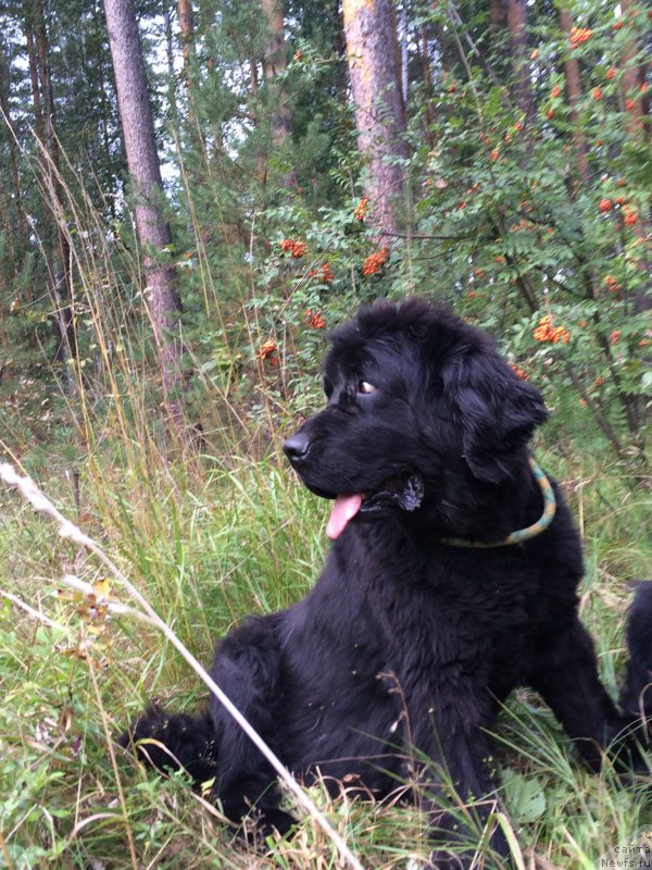 Фото: ньюфаундленд N'yufort Lapochka Dochka (Ньюфорт Лапочка Дочка)