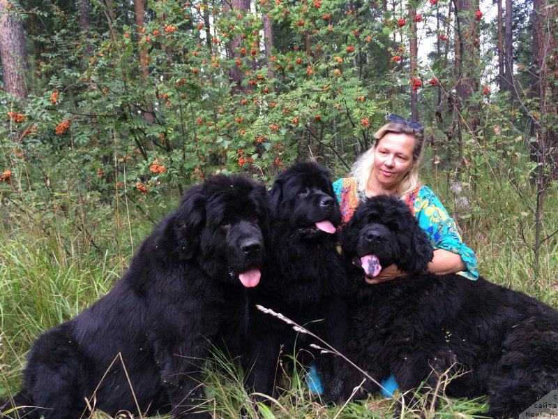Фото: ньюфаундленд N'yufort Lapochka Dochka (Ньюфорт Лапочка Дочка), ньюфаундленд N'yufort Bestseller (Ньюфорт Бестселлер), ньюфаундленд N'yufort Taym's Gold Aleksa (Ньюфорт Тайм'с Голд Алекса)