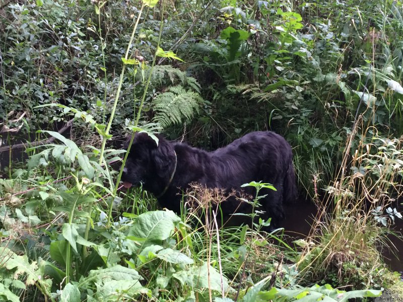 Фото: ньюфаундленд N'yufort Lapochka Dochka (Ньюфорт Лапочка Дочка)