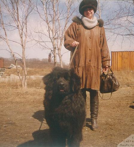 Фото: ньюфаундленд CHanita-SHeggi (Чанита-Шегги)