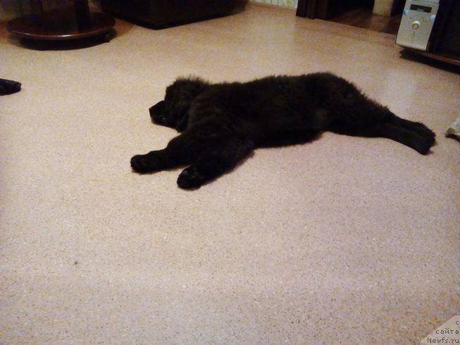 Фото: ньюфаундленд Fiamettahauz Tsikneus (Фиаметтахауз Цикнеус)