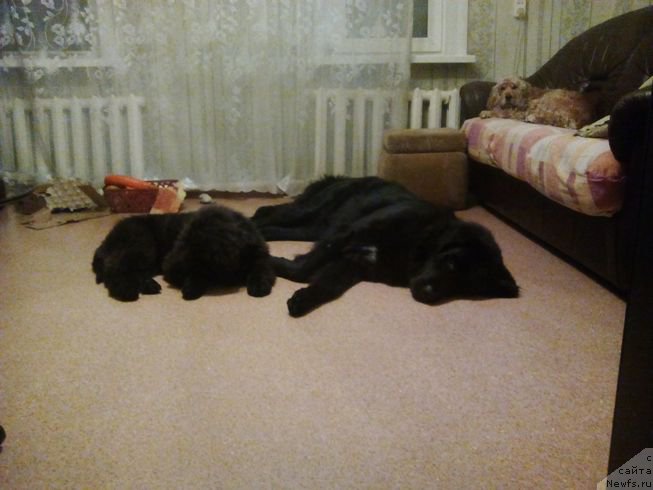 Фото: ньюфаундленд Fiamettahauz Tsikneus (Фиаметтахауз Цикнеус), Зара и Бета