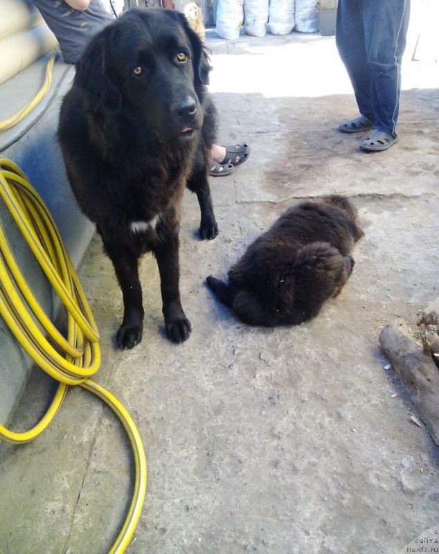 Фото: ньюфаундленд Fiamettahauz Tsikneus (Фиаметтахауз Цикнеус)