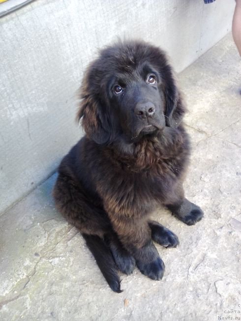 Фото: ньюфаундленд Fiamettahauz Tsikneus (Фиаметтахауз Цикнеус)