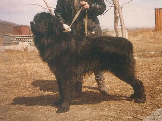 Фото: ньюфаундленд Hariton (Харитон)