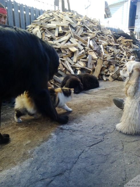 Фото: ньюфаундленд Fiamettahauz Tsikneus (Фиаметтахауз Цикнеус), Зара, Боня, Чупа