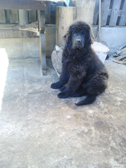 Фото: ньюфаундленд Fiamettahauz Tsikneus (Фиаметтахауз Цикнеус)