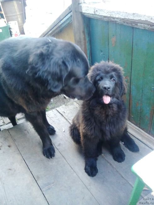 Фото: ньюфаундленд Fiamettahauz Tsikneus (Фиаметтахауз Цикнеус), Зара