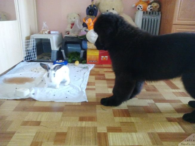 Фото: ньюфаундленд Fiamettahauz Tsikneus (Фиаметтахауз Цикнеус)