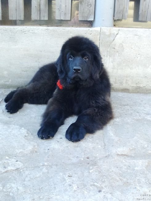 Фото: ньюфаундленд Fiamettahauz Tsikneus (Фиаметтахауз Цикнеус)