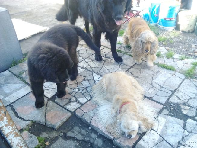 Фото: ньюфаундленд Fiamettahauz Tsikneus (Фиаметтахауз Цикнеус), Зара, Бета, Боня