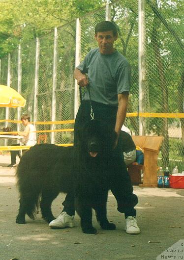 Фото: ньюфаундленд YElton Razit Horn (Элтон Разит Хорн)