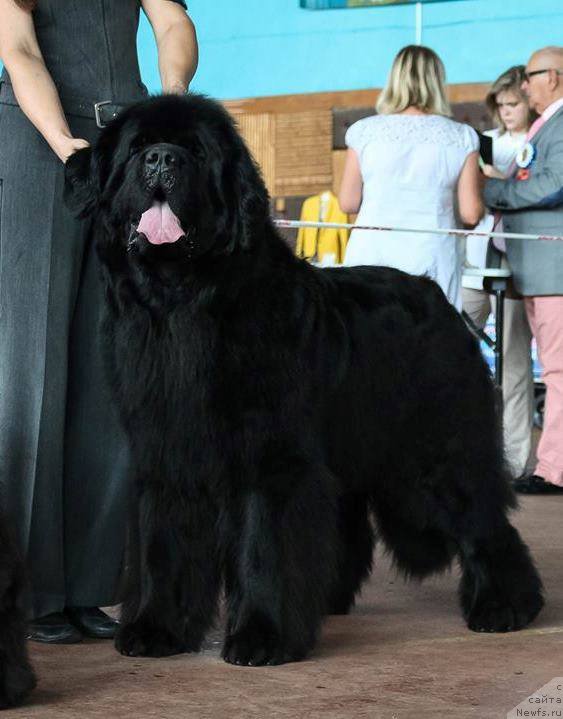 Фото: Viktor Hrischanovich (Виктор Хрищанович), ньюфаундленд Rain Coast How can I Fall