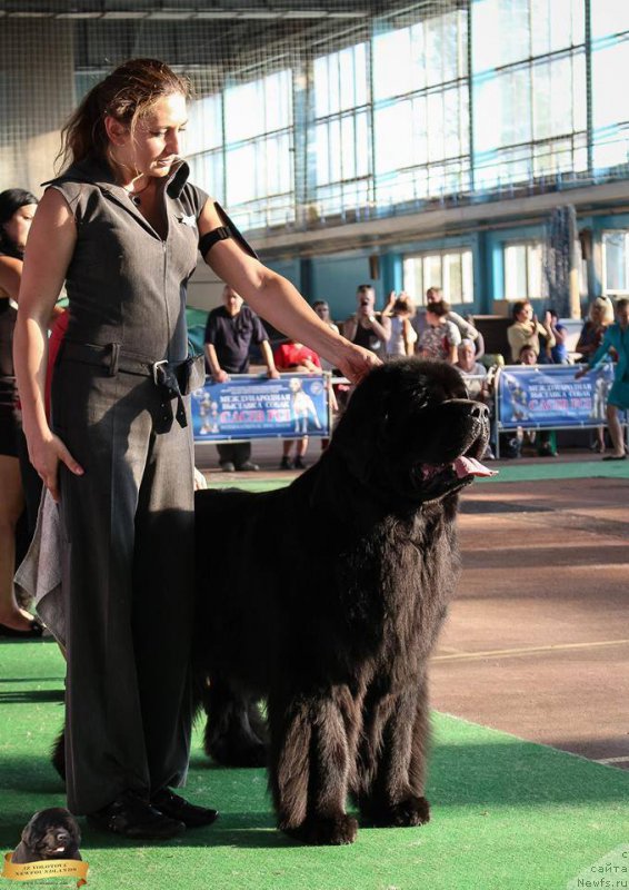 Фото: Viktor Hrischanovich (Виктор Хрищанович), ньюфаундленд Rain Coast How can I Fall