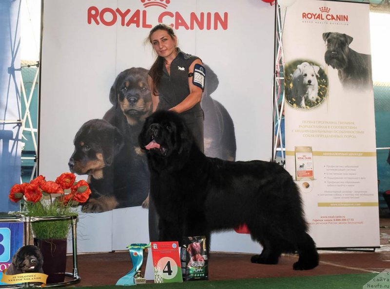 Фото: Viktor Hrischanovich (Виктор Хрищанович), ньюфаундленд Rain Coast How can I Fall