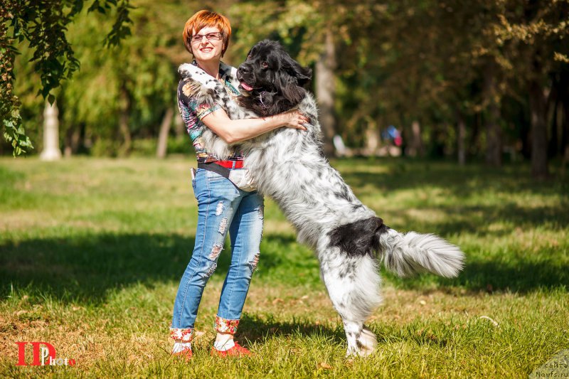 Фото: ньюфаундленд Skazochnaya Kroha SHampan' (Сказочная Кроха Шампань)