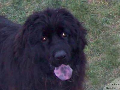 Фото: ньюфаундленд Bembi